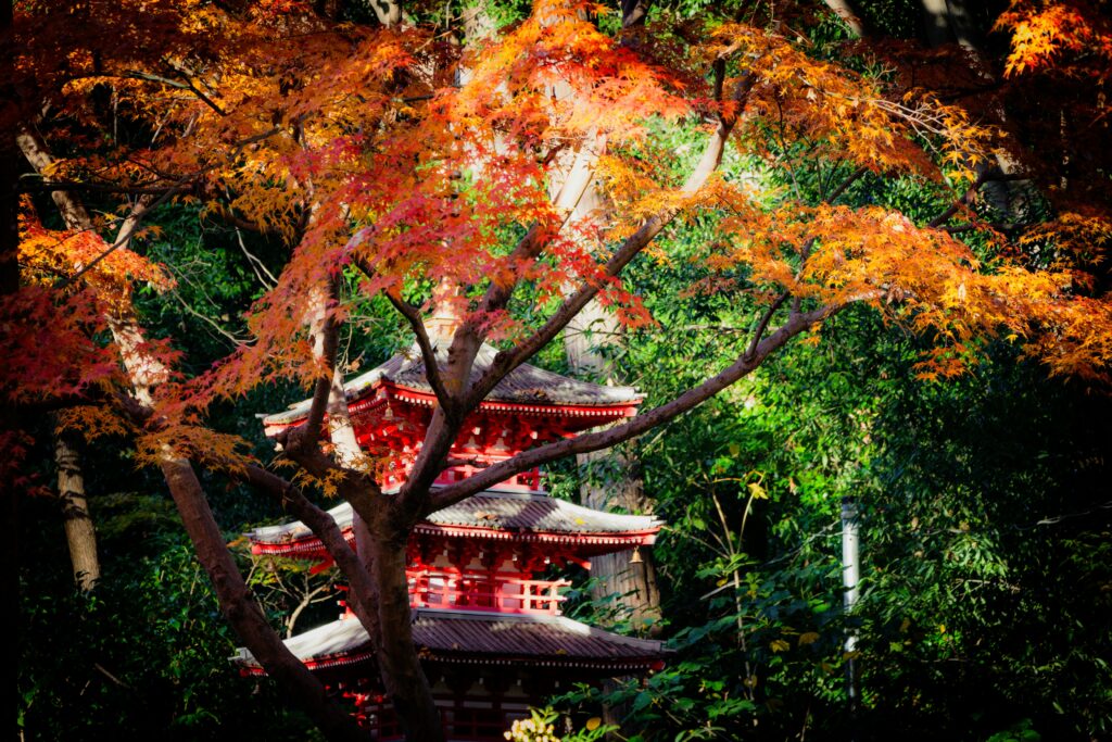 Nature and Outdoor Escapes in Japan