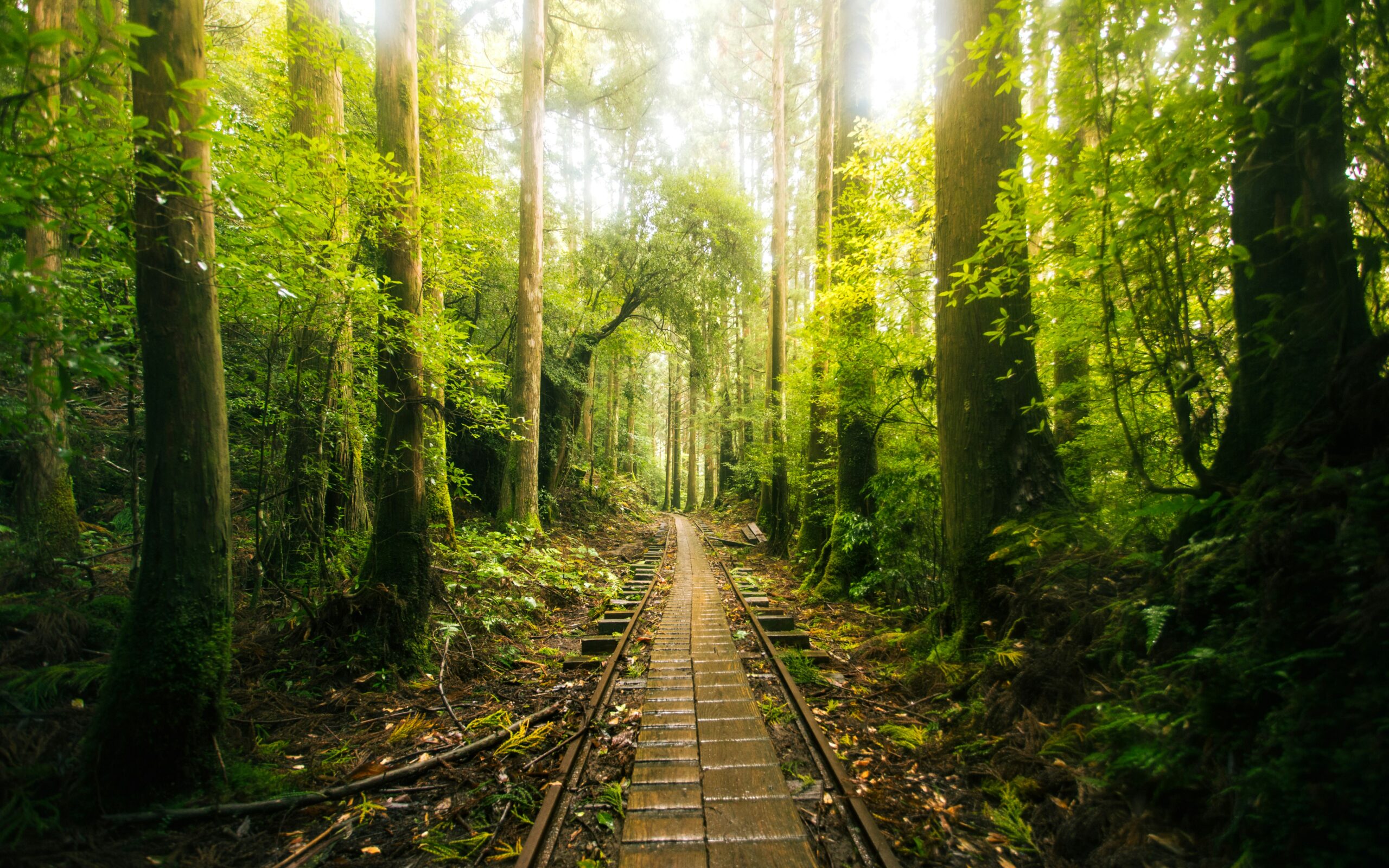 Yakushima - hidden gems in Japan